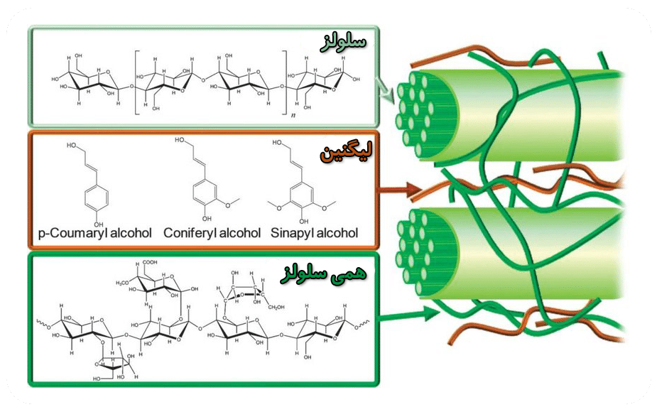 ساختار داخلی چوب:مواد دیواره سلولی