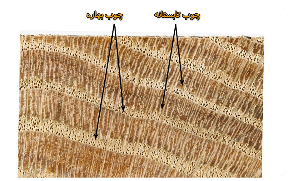 ساختار داخلی چوب: حلقه های رشد