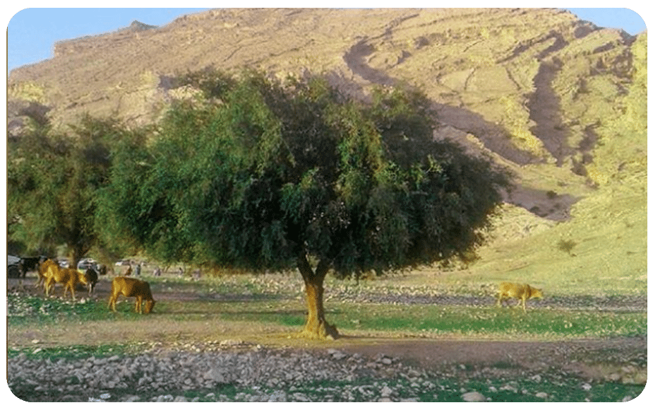 درخت سدر یا کنار در ایران