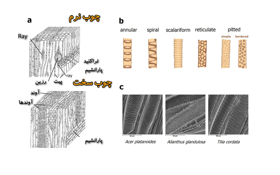 ساختار داخلی چوب نرم و سخت