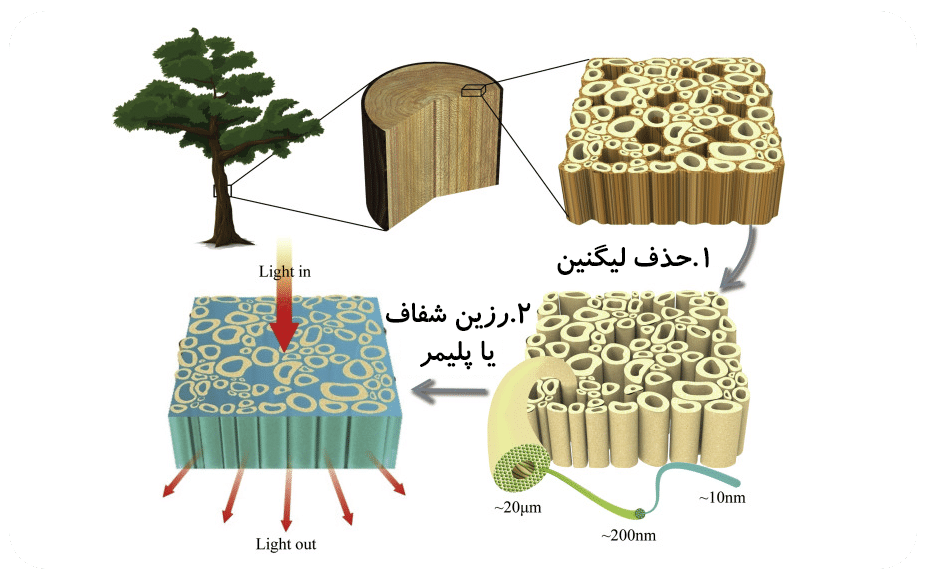 مراحل تولید چوب شفاف